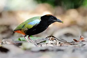 Pitta Prints: Rainbow pitta (Pitta iris) foraging, Adelaide River Hills, Northern Territory, Australia