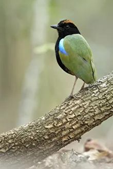 Pitta Prints: Rainbow pitta (Pitta iris), paused whilst foraging, Adelaide River, Northern Territory
