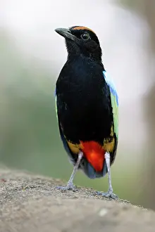Pitta Prints: Rainbow pitta (Pitta iris) portrait, Adelaide River Hills, Northern Territory, Australia