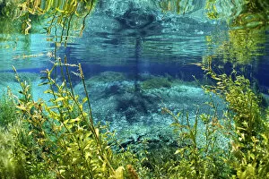 Images Dated 30th January 2012: Rainbow river, Rainbow Springs State Park, Florida, USA