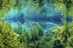 Images Dated 2012 January: Rainbow river, Rainbow Springs State Park, Florida, USA