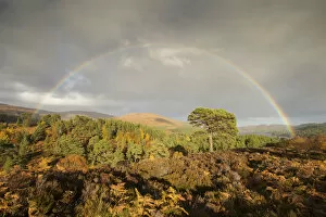 Images Dated 29th October 2015: Rainbow over Scots pine (Pinus sylvestris) trees, Glen Affric, Highlands, Scotland