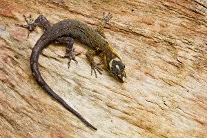 Images Dated 22nd July 2011: Rainbow sun gecko (Gonatodes humeralis) on wood, Cuyabeno, Sucumbios, Ecuador