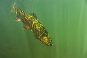 Rainbow trout (Oncorhynchus mykiss) in green turbid waters, Gunnison River, Colorado, USA, April