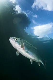 Images Dated 10th July 2009: Rainbow trout (Oncorhynchus mykiss) under trees, Capernwray Lake, Lake District, England