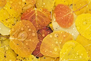 Autumn Update Gallery: Raindrops on fallen autumn quaking aspen leaves (Populus tremuloides), Colorado, USA