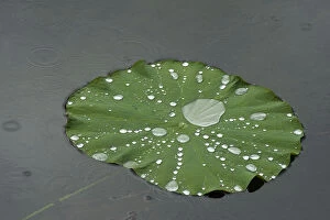Images Dated 15th August 2019: Raindrops on Sacred lotus (Nelumbo nucifera) lily pad