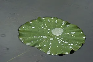 Nelumbonaceae Prints: Raindrops on Sacred lotus (Nelumbo nucifera) lily pad