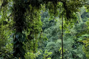 Colombia Prints: Rainforest in Buritaca valley, Sierra Nevada de Santa Marta, Colombia. December, 2021