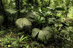 Colombia Prints: Rainforest in the Buritaca valley, Sierra Nevada de Santa Marta, Colombia. December, 2021