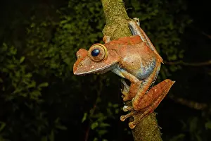 Nocturnal Prints: Rainforest leaf frog (Boophis brachychir) male