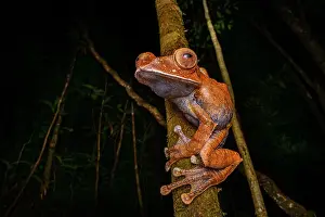 Nocturnal Prints: Rainforest leaf frog (Boophis brachychir) male