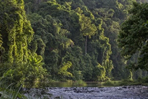 2019 June Highlights Gallery: Rainforest and river outside the Batak village of Sitio Manggapin in Cleopatra s