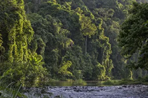 Rainforest and river outside the Batak village of Sitio Manggapin in Cleopatra s