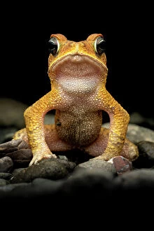 Yellow Collection: Rainforest toad (Incilius aucoinae) male, portrait, Osa Peninsula, Costa Rica