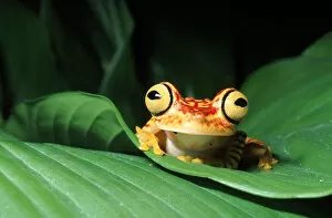 Amphibian Gallery: Rainforest tree frog on leaf, Ecuador, South America