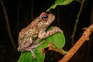 Andasibe Prints: Rainforest treefrog (Boophis guibei) male