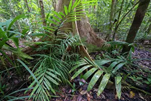 Understory Prints: Rainforest understorey, Malagufuk, West Papua. September, 2023