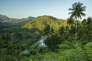 Rainforest vegetation in Chuchillas del Toa Biosphere Reserve near Quibijan