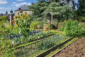 Vegetable Garden Prints: Raised beds for greens, cabbages and herbs growing in vegetable garden protected by stone wall in summer