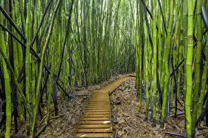 A raised wooden walkway through the bamboo forest that leads to Waimoku Falls, Haleakala National Park, Maui, Hawaii