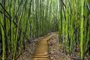 Path Prints: A raised wooden walkway through the bamboo forest that leads to Waimoku Falls