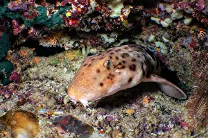 Nocturnal Prints: Raja Ampat walking shark (Hemiscyllium freycineti) resting on a coral reef at night