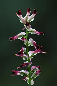Papaveraceae Prints: Ramping fumitory (Fumaria muralis) in flower, Dorset, England, UK. June. Studio shot