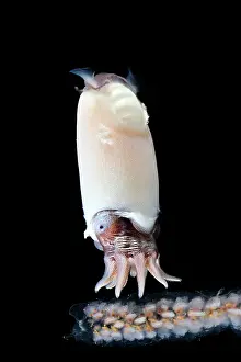 Deep Sea Prints: Ram's horn squid (Spirula spirula) portrait