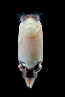 Deep Sea Prints: Ram's horn squid (Spirula spirula) portrait