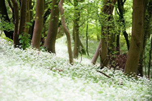 Allium Longipetiolatum Gallery: Ramsons or wild garlic (Aliium ursinum) Westridge Woods, Gloucestershire, England, UK