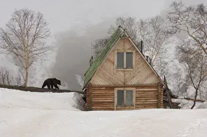 Bare Tree Prints: Ranger station in winter with Kamchatka Brown Bear (Ursus arctos beringianus), Kronotsky