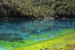 Rangimairewhenua or Blue Lake, Nelson Lakes National Park, Southern Alps, New Zealand