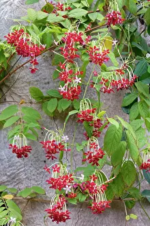 Myrtales Prints: Rangoon creeper (Combretum indicum) in flower, Oasis Park, Canary Islands. September