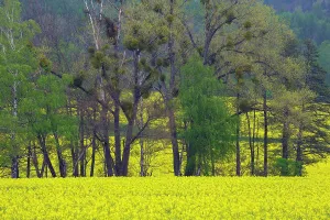 Parasites Prints: Rapeseed (Brassica napus) crop in flower