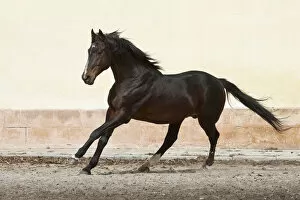 A rare East Bulgarian stallion cantering at the Kabiuk National Stud, Shumen, Bulgaria