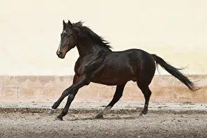 Elegance Prints: A rare East Bulgarian stallion cantering at the Kabiuk National Stud, Shumen, Bulgaria
