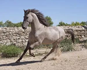 Images Dated 6th July 2011: A rare Sorraia stallion cantering, Coudelaria Nacional (National Stud Farm), in Alter do Chao
