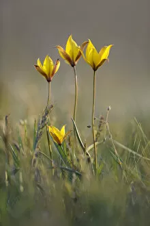 Images Dated 25th April 2008: Rare yellow Bieberstein tulips (Tulipa biebersteiniana) in flower, Rostovsky Nature Reserve