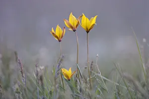 Liliaceae Prints: Four rare yellow Bieberstein tulips (Tulipa biebersteiniana) in flower