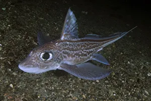 Magnus Lundgren Prints: Ratfish / Ghost shark (Chimaera monstrosa) on fjord bed, Trondheimsfjorden, Norway