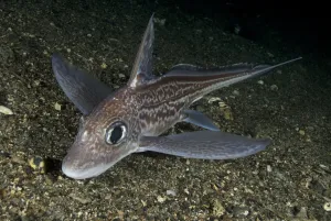 Ratfish / Ghost shark (Chimaera monstrosa) on fjord bed, Trondheimsfjorden, Norway
