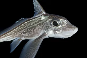 Ratfish / Ghost shark (Chimaera monstrosa) portrait, Trondheimsfjorden, Norway, November