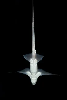 Ratfish / Ghost shark (Chimaera monstrosa) showing underside, Trondheimsfjorden, Norway