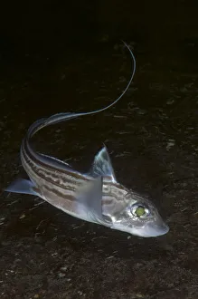 Ratfish / Ghost shark (Chimaera monstrosa) Trondheimsfjorden, Norway, February 2009