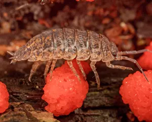 Crustracea Prints: Rathke's woodlouse (Trachelipus rathkii) crawling over slime mold (Tubifera ferruginosa)
