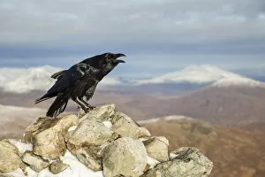 Alone Gallery: Raven (Corvus corax) adult calling from rock in mountain habitat, Scotland, UK. November