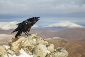 Habitat Prints: Raven (Corvus corax) adult calling from rock in mountain habitat, Scotland, UK. November