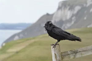 Images Dated 2nd April 2017: Raven (Corvus corax) adult perched on fence post in coastal grassland, Lulworth Cove