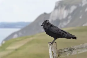 Raven (Corvus corax) adult perched on fence post in coastal grassland, Lulworth Cove